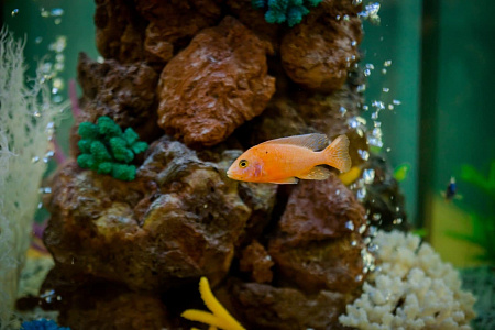 В MonkeyPark пополнение - большой аквариум с рыбками!