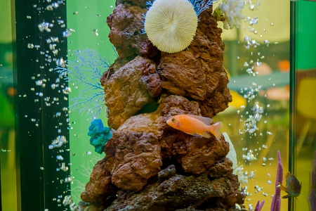 В MonkeyPark пополнение - большой аквариум с рыбками!